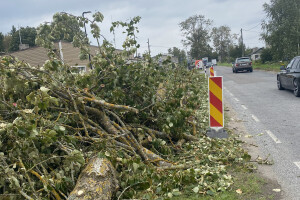 HPRTEED OÜ Haljastustööd, arboristi teenus, arboristid, arboristiteenused