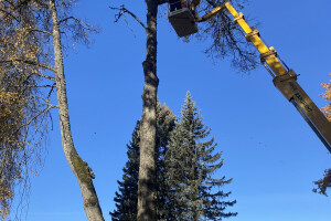 HPRTEED OÜ Haljastustööd, arboristi teenus, arboristid, arboristiteenused