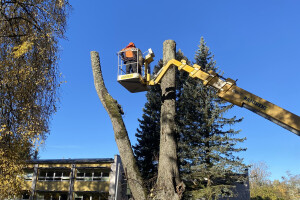 HPRTEED OÜ Haljastustööd, arboristi teenus, arboristid, arboristiteenused