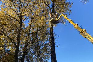 HPRTEED OÜ Haljastustööd, arboristi teenus, arboristid, arboristiteenused