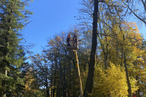 HPRTEED OÜ Haljastustööd, arboristi teenus, arboristid, arboristiteenused