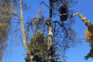 HPRTEED OÜ Haljastustööd, arboristi teenus, arboristid, arboristiteenused