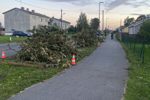 HPRTEED OÜ Haljastustööd, arboristi teenus, arboristid, arboristiteenused