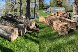 KK FOREST OÜ Haljastustööd, puude põõsaste hoolduslõikus, puude pügamine, puude raie