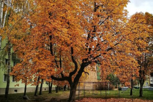 Vitos Puhastus OÜ Puhastusteenused, lehtede puhastus, lehtede puhastamine, välikoristus